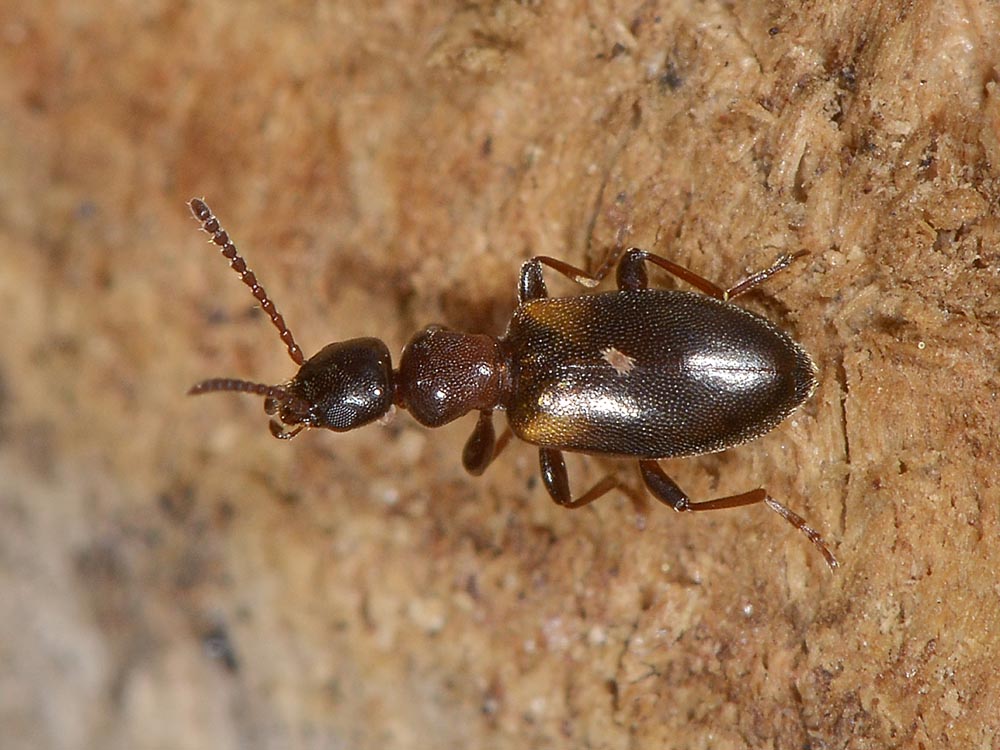 Anthicidae 1: Omonadus floralis
